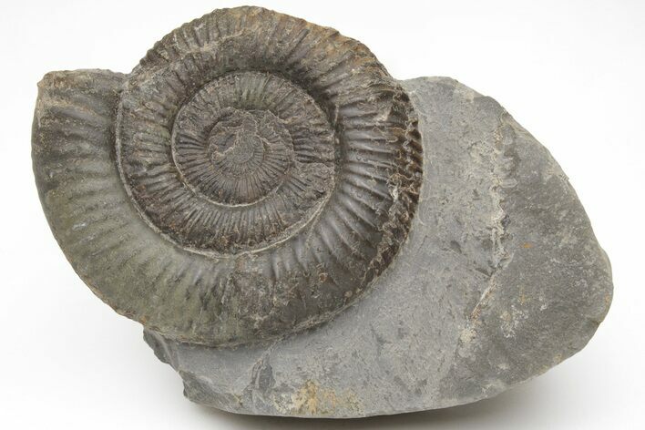 Ammonite (Dactylioceras) Fossil - England #211619